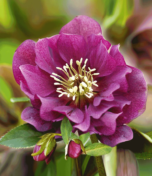 Christrose 'Double Ellen® Red'