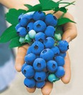 Heidelbeere 'Nui®'