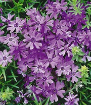 Phlox-Mix 'Flowers of the Sea'