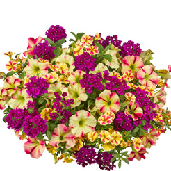 Sommerblumen A-Z