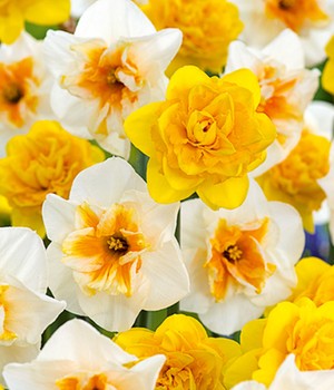 Narzissen-Mix 'Sunny Spring'