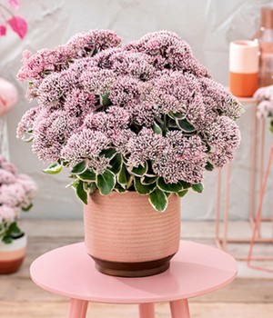 Sedum 'La Vie en Rose'