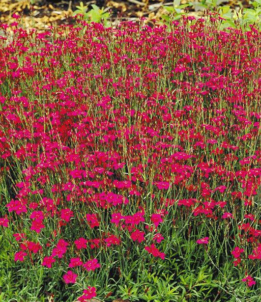 Rote Heidenelke