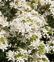 Orangenblume 'White Dazzler®'