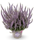 Calluna Knospenheide 'Herbstlavendel®', 13 cm-Topf