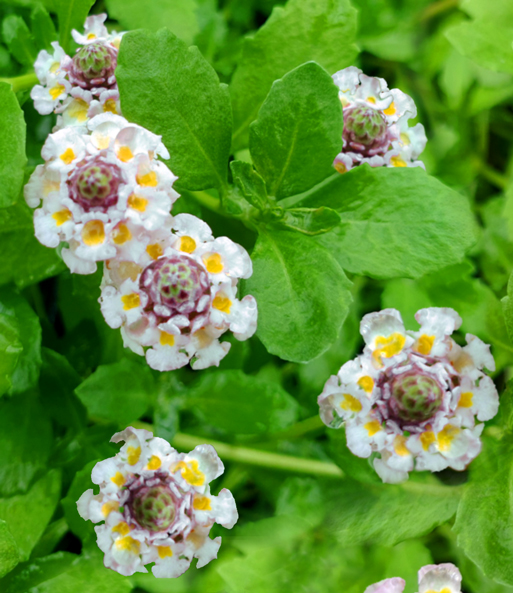 Lippia 'Summer Pearls®' weiß