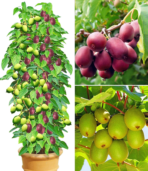 Eine Kollage der Pflanzen bzw. Früchte aus der DUO-Kiwi-Turm-Kollektion.
