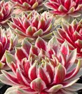 Sempervivum 'Lotus Blossom®'