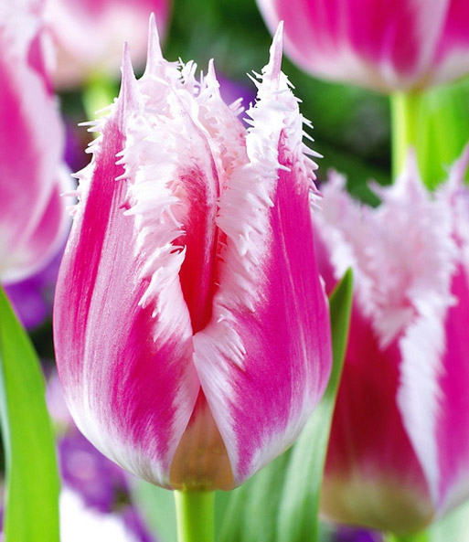 Tulpe 'Bell Song'