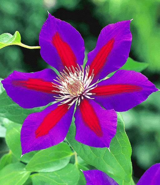 Set Clematis 'Etoile de Malicorne' & Rose 'Dune®'