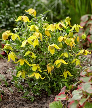 Clematis 'Little Lemons®'