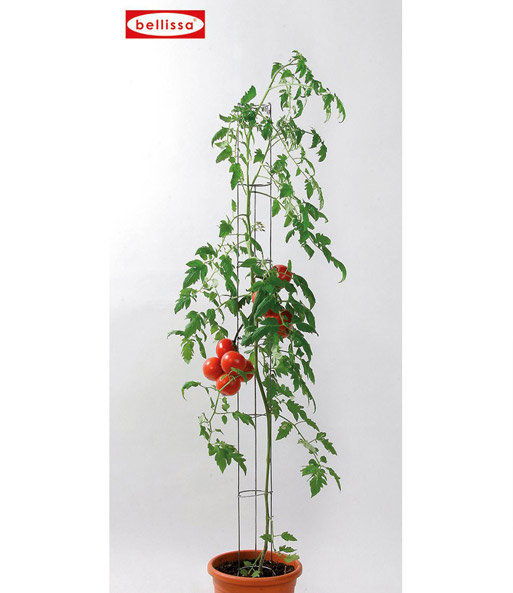 TomTato® & Tomatensäule