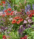 Stauden-Mix 'Pretty Garden'