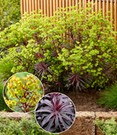 Euphorbia 'Miners Merlot®'