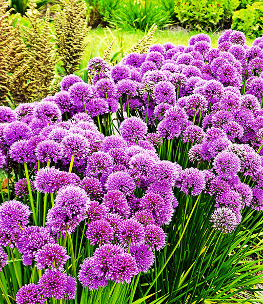 Duft-Allium-Staude 'Millenium'