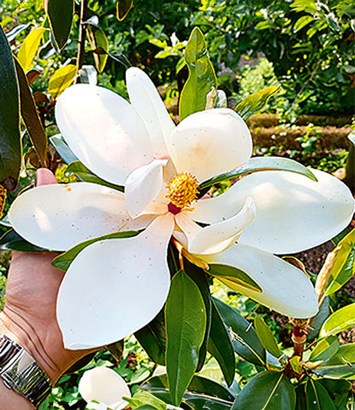 Immergrüne Magnolie 'Alta'