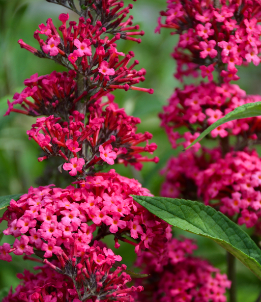 Buddleia 'Prince Charming®'