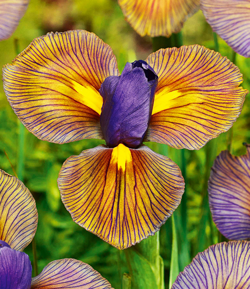 Nahaufnahme einer dunkel gelben Blüte mit Lila Blütenmitte der Iris „Eye of the Tiger“. Die Blütenblätter haben lila Adern.