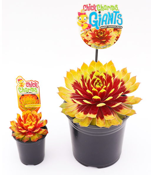 Die Sempervivum Giants „Gold Mine“ steht groß und kräftig neben der Sempervivum „Chick Charms – Gold Nugget“