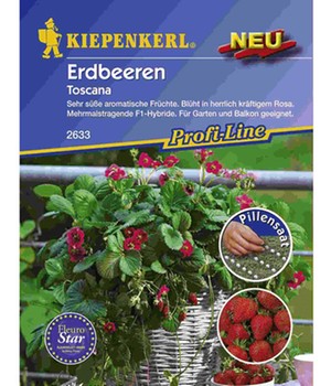 Erdbeere 'Toscana' Pillensaat