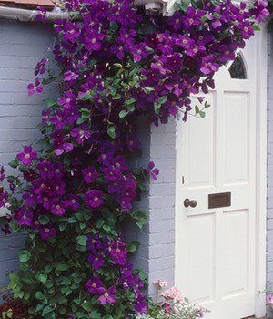 Clematis 'The President®'