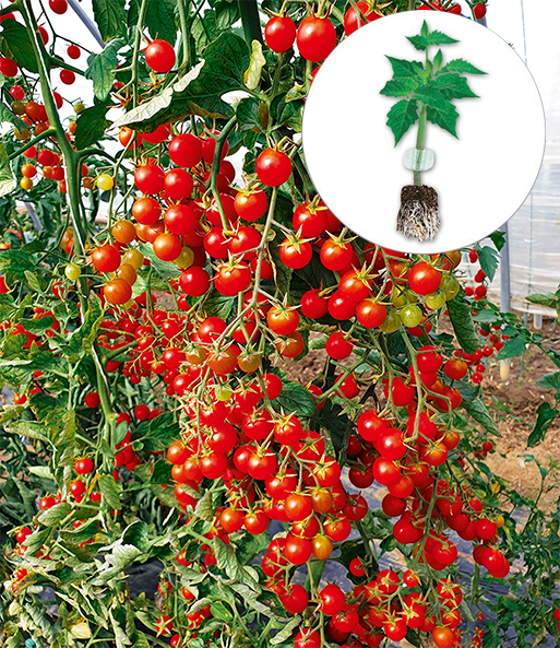 Veredelte Cocktail-Tomate 'Perlino'