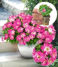 Petunie 'Constellation® Magenta Comet'