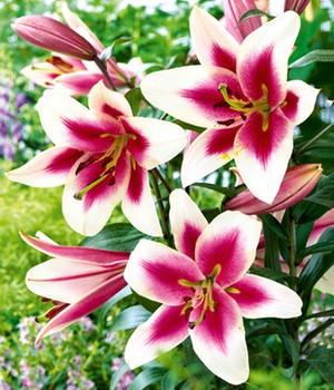 Tree-Lily® 'Altari®'