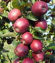 Säulen-Apfel 'Tigawa®'