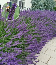 Lavendel 'Phenomenal®'