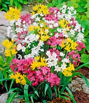 Allium-Mix 'Bunte Freude'