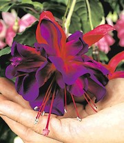 Riesen-Fuchsie 'Voodoo'