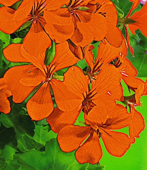 Hänge-Geranie Villetta® 'Orange'