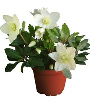 Weiße Christrose, blühend im 12 cm-Topf