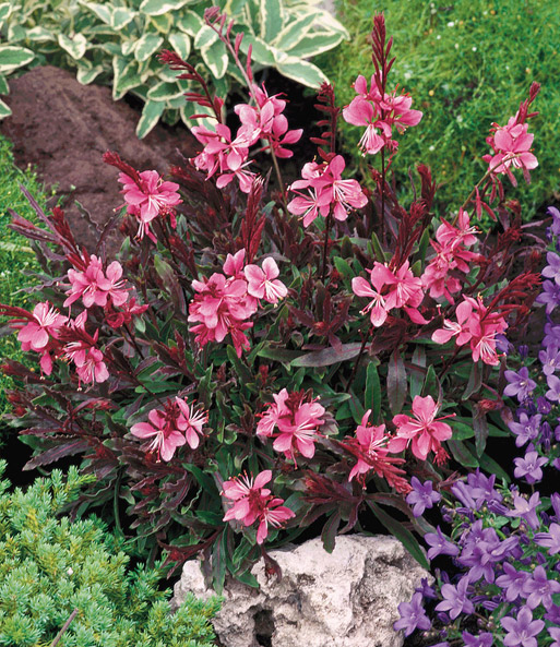 Gaura 'Pink Butterfly'