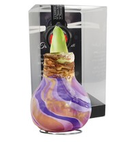 XL Wachs-Amaryllis 'Swirl' purple