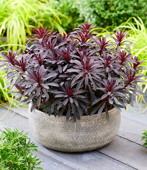 Euphorbia 'Miners Merlot®'