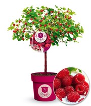 1 Raspbeary® Stamm Krone mit Himbeere & Himbeer-Baum - Pflanze