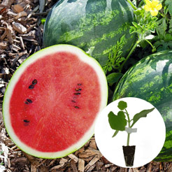 Kürbis & Melone Jungpflanzen