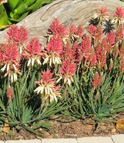 Aloe 'Safari Sunrise®'