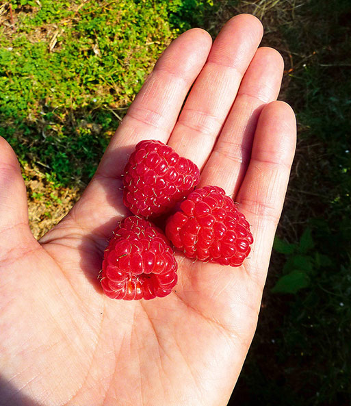 Drei saftig rote Früchte der Himbeere Enrosadira „Endlosernte“ liegen auf einer Hand in der Sonne.