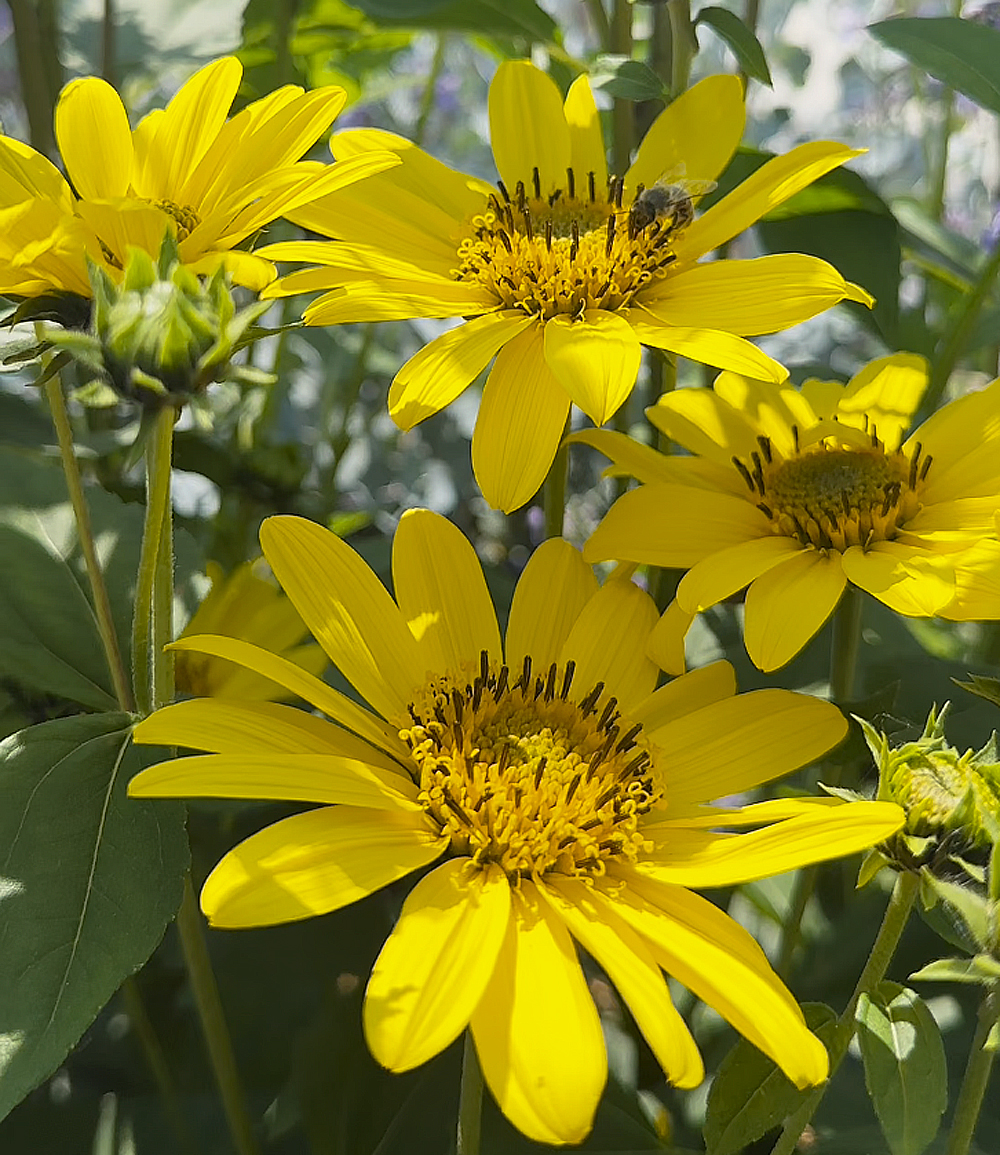 Link zum YouTube Video 7647_Winterharte Sonnenblume 'SunCatcher®' im XL-Topf