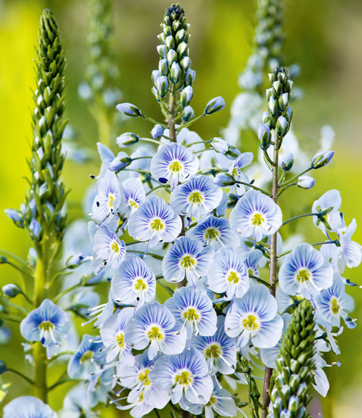 Nahaufnahme der hellblauen Blüten mit lila Streifen und gelber Blütenmitte des Enzian-Ehrenpreis.