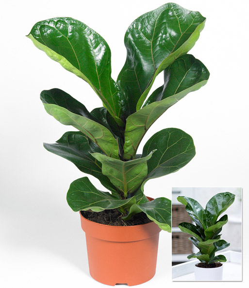 Ficus 'Bambina'