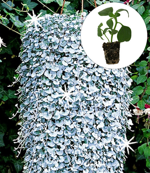 Dichondra 'Silver Falls'