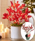 Ilex 'Jingle Bells®'
