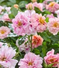 Rose 'Amirose®'