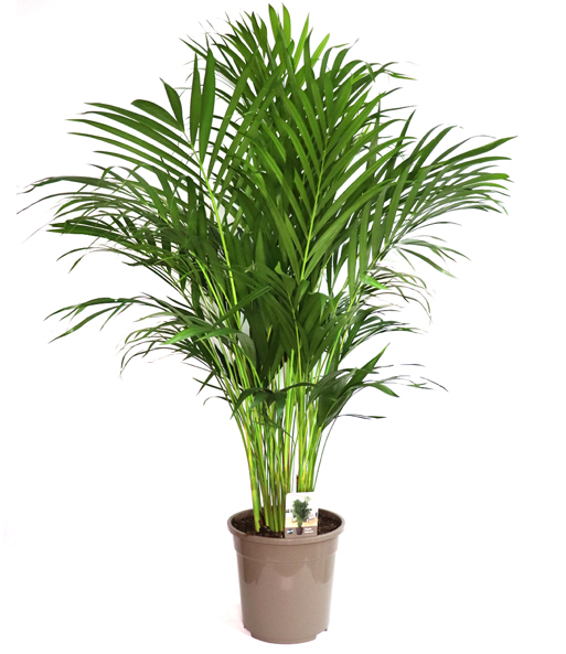 Areca Palme ca. 120-130 cm hoch