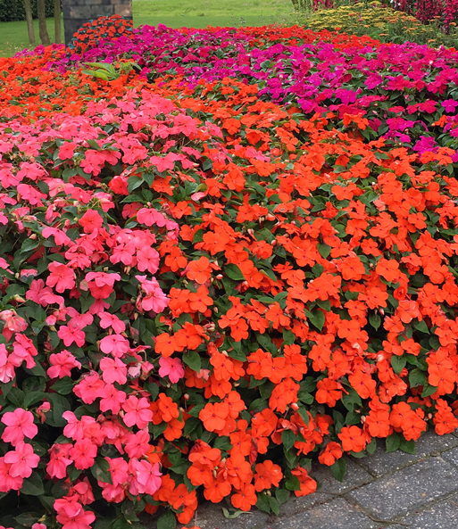 Impatiens-Mix 'Beacon®'