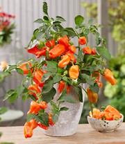 Paprika 'Peppers from Heaven®' F1